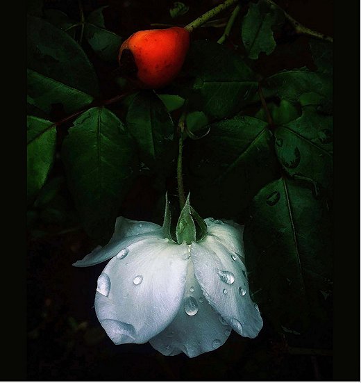 Photo by Sharon Johnson-Tennant.
